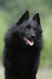 SCHIPPERKE 546